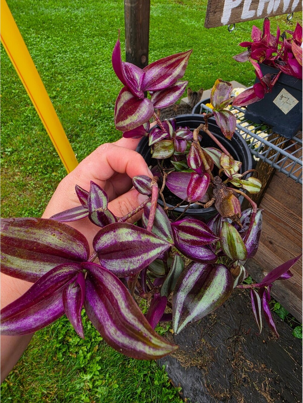 LIVE PLANTS: Pink Paradise Tradescantia